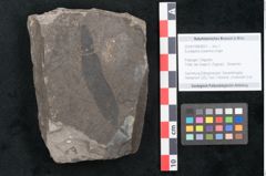 Foto (Objekt + Etikett) von Eucalyptus oceanica Unger (NHMW-GEO-2024-0188-8031)